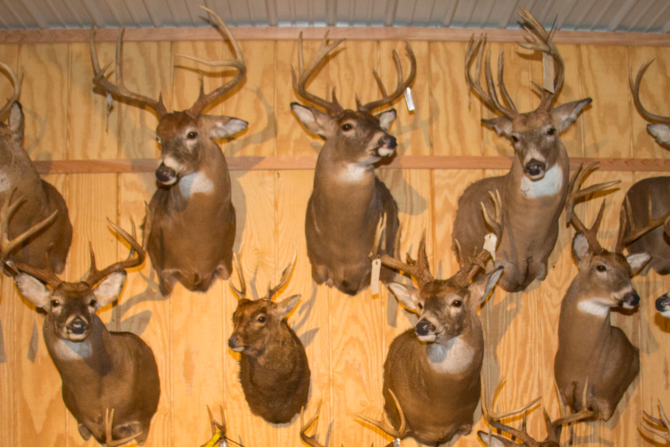 TAXIDERMY M & G Wild Game Processing